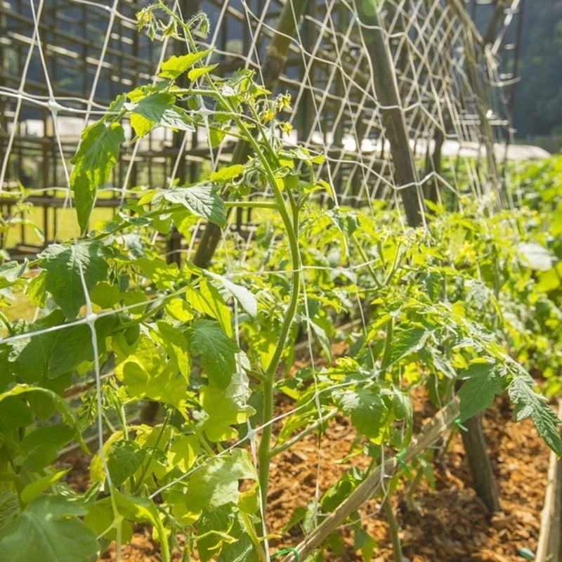 Kletternetz für Gartenpflanzen, Mehrzweck-Rankgitter für Pflanzen, strapazierfähiges Polyesternetz, Blumen, Gurken, Reben, Wachstumshalter