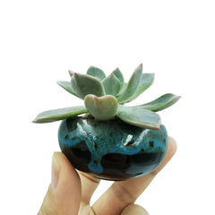 Kiln Variable Flow Glazed Bonsai Ceramic Flower Pots Outdoor Bonsai Containers Modern Decorative Pottery Horticultural Supplies